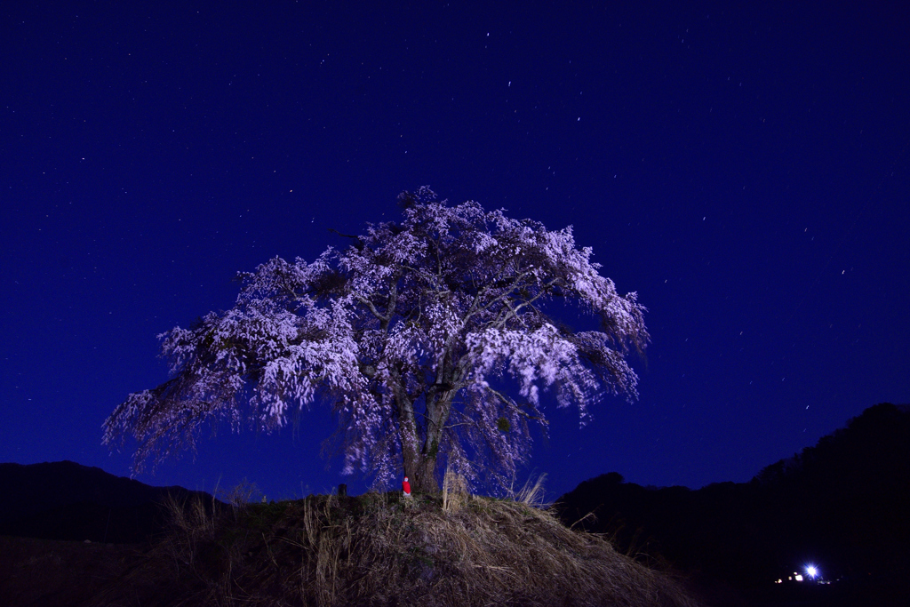 星空の地蔵桜