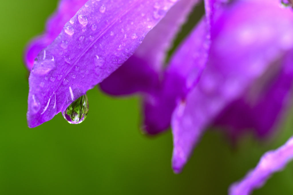 花の涙＜紫蘭＞