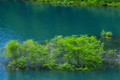 水中木と四万ブルー