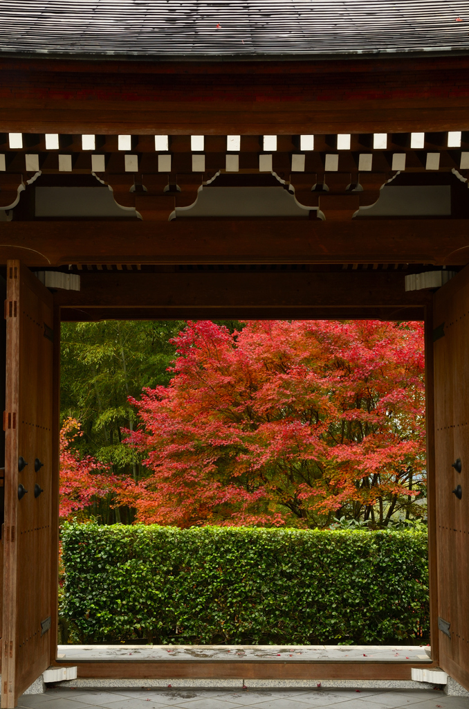 秋の寺院のお出迎えーⅡ