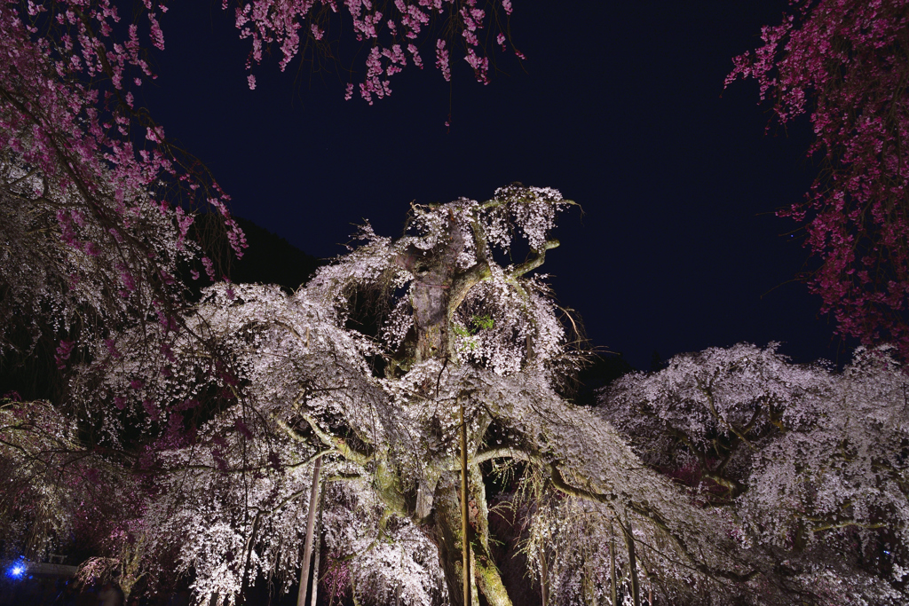 夜桜＜清雲寺＞－Ⅱ