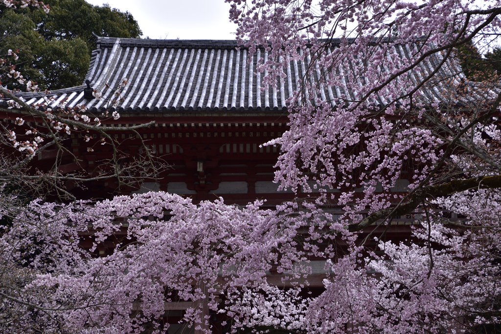 醍醐の花見ーⅠ