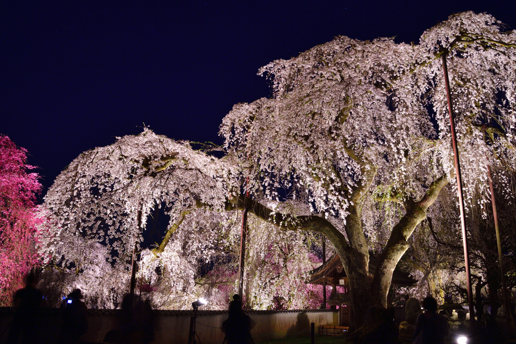 夜桜＜清雲寺＞－Ⅲ