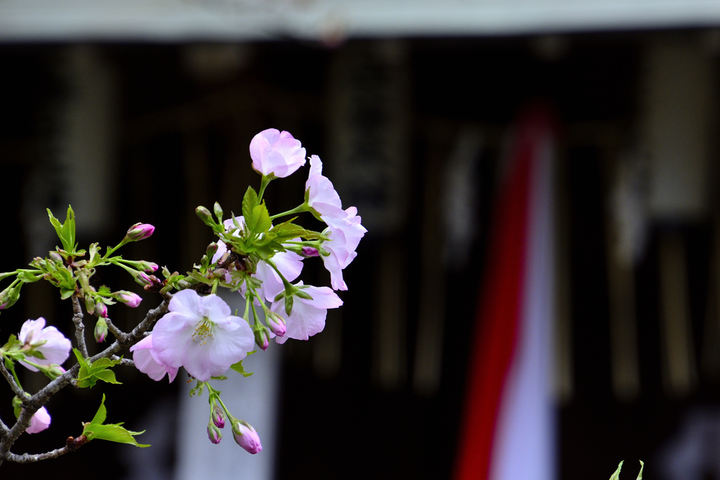 都の春＜平野神社＞