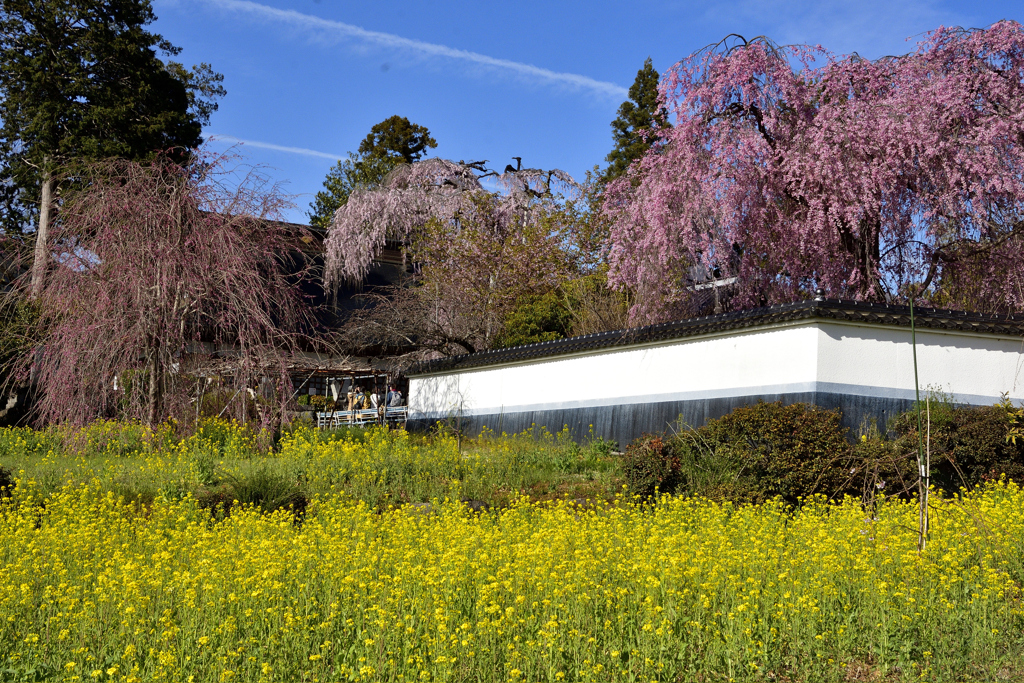 甲斐路の桜巡り＜春の慈雲寺＞