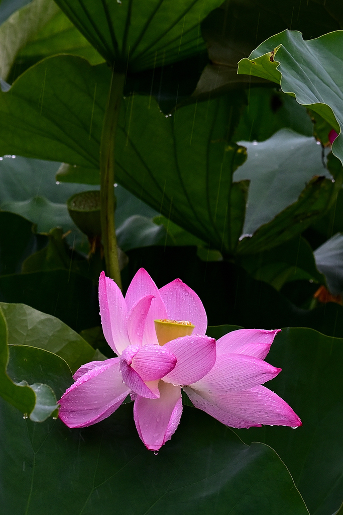 気高く