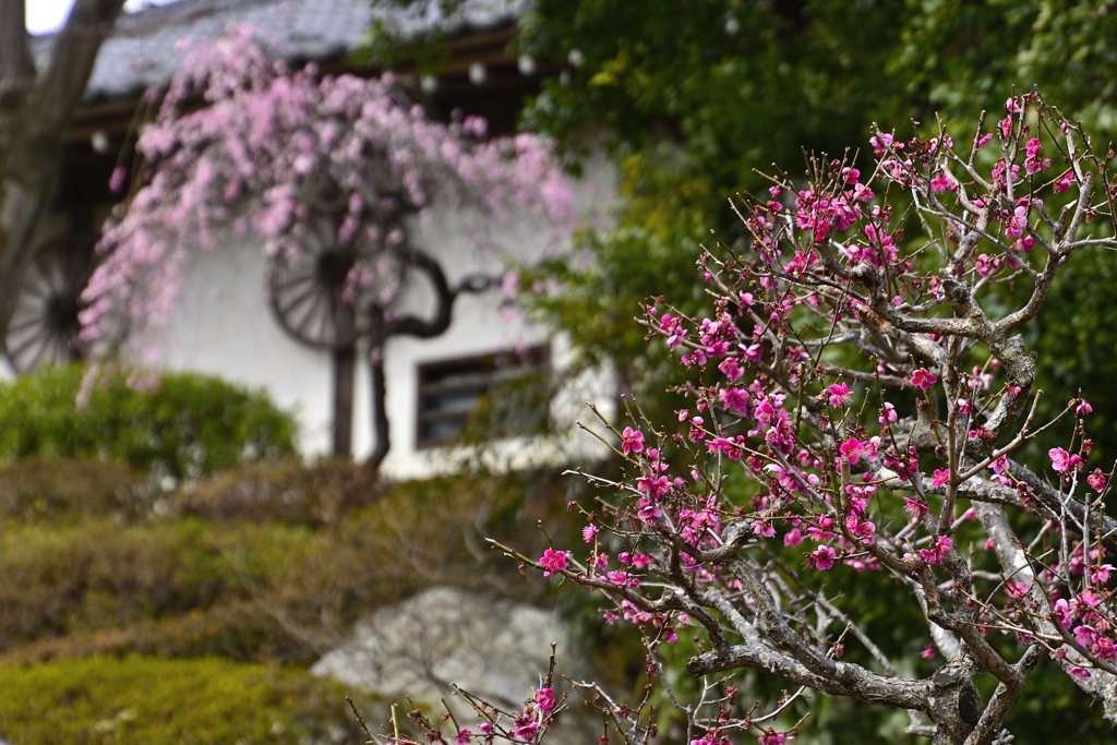 春風に誘われて＜聖天院＞ーⅠ