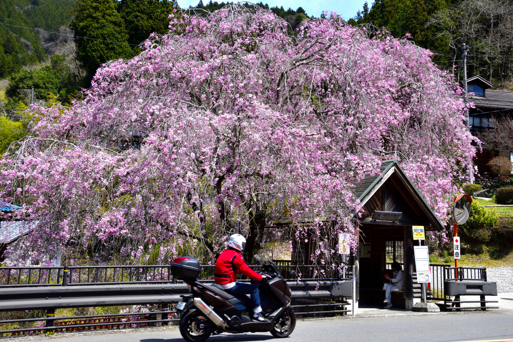 人里バス停の春