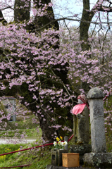 桜とお地蔵さん＜是哉寺＞