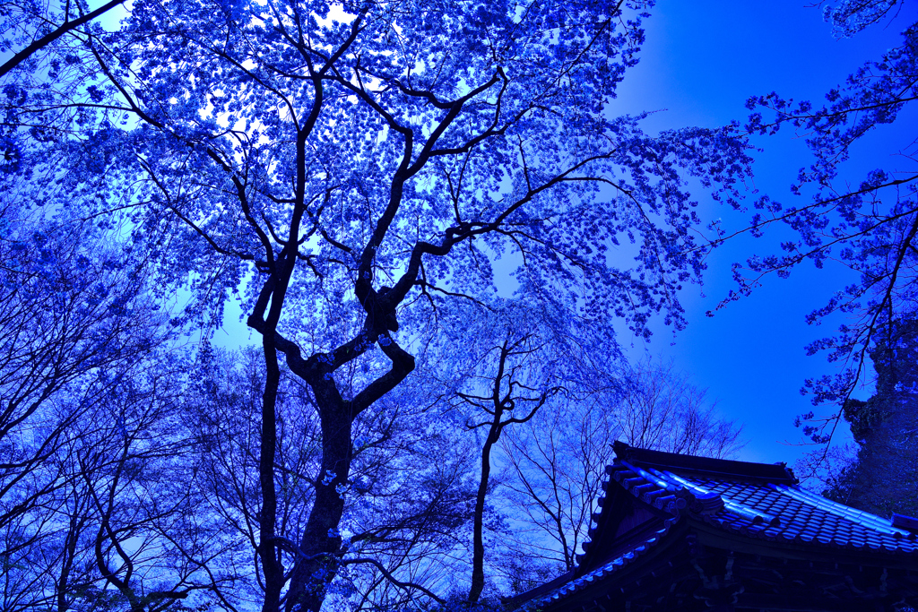 勝持寺の西行桜