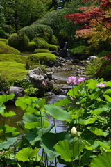 夏の京都＜蓮花と赤もみじ＞