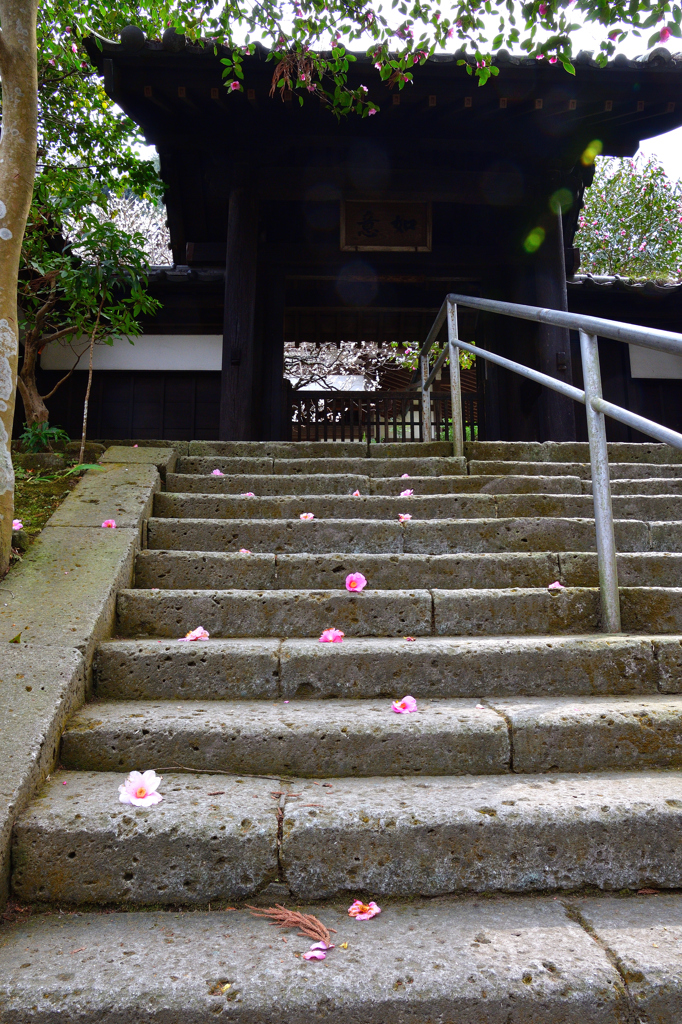 古刹の春＜円覚寺＞ーⅠ