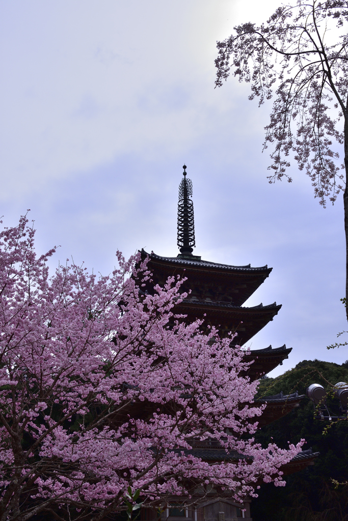 醍醐の桜ーⅠ