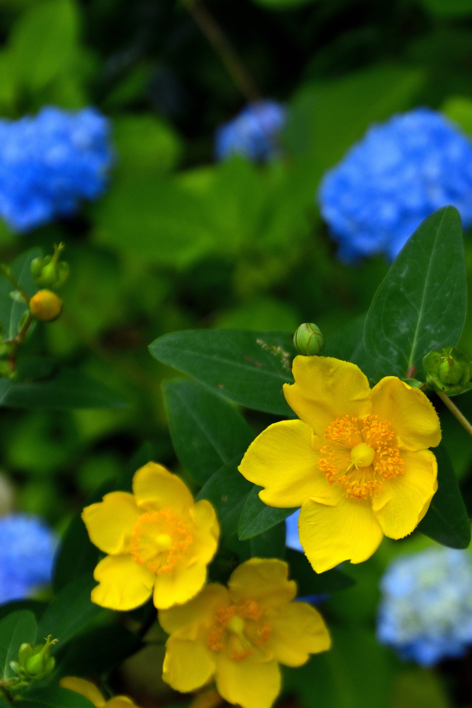 梅雨のあとさき＜キンシバイと紫陽花＞