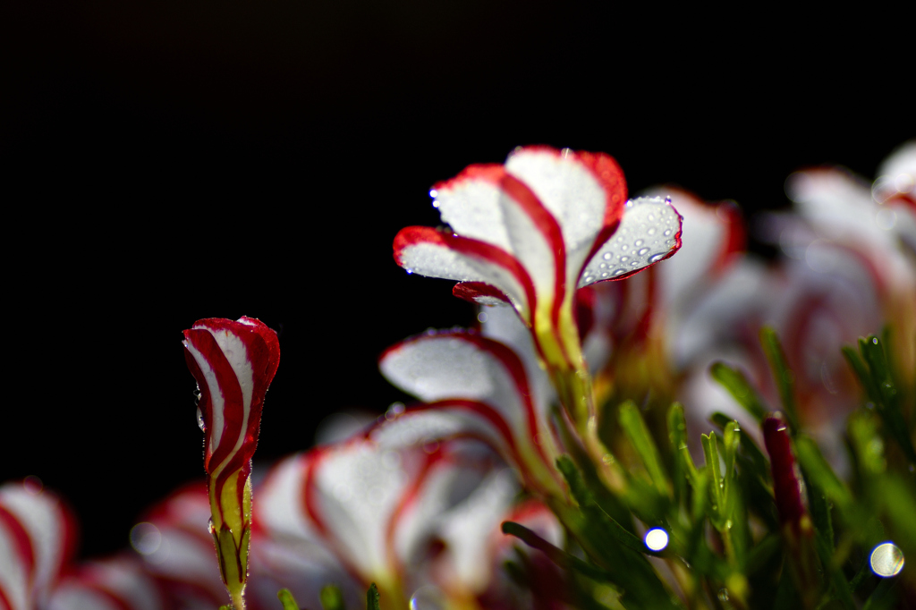 花始め オキザリス パーシーカラー By Love J P Id 写真共有サイト Photohito