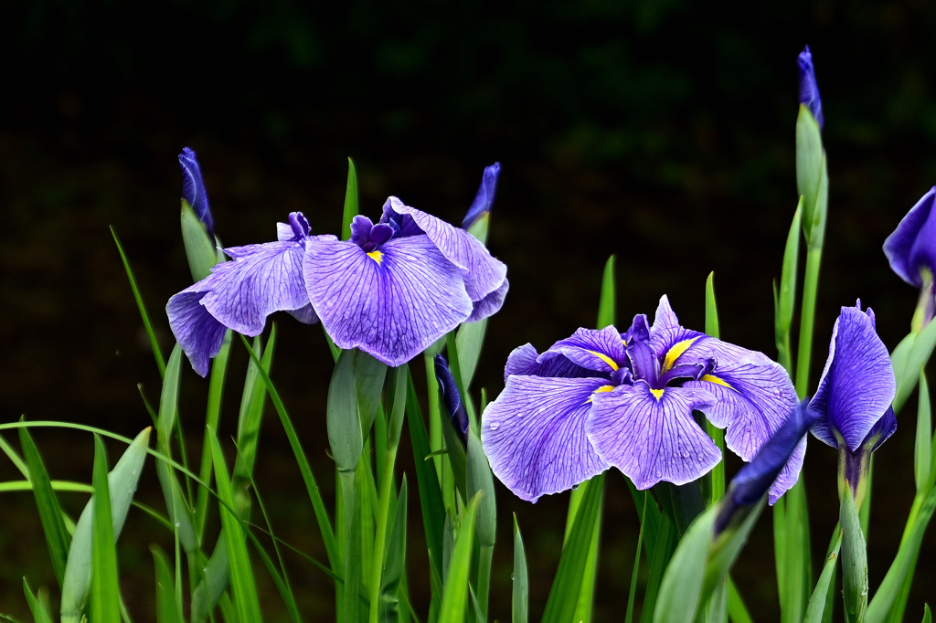 梅雨のあとさき＜花菖蒲＞
