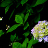 梅雨のあとさき＜紫陽花とドクダミ＞