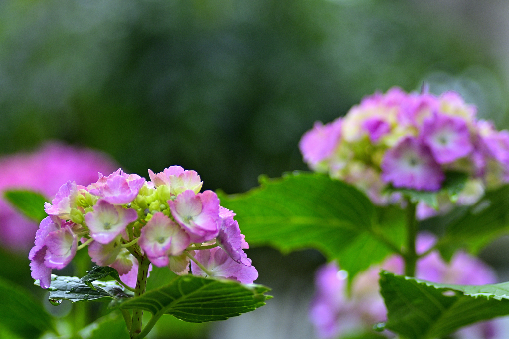 梅雨のあとさき＜紫陽花＞