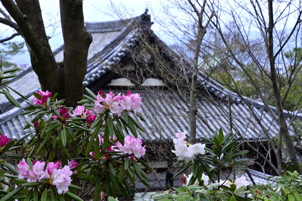 都の春＜高台寺＞ーⅡ
