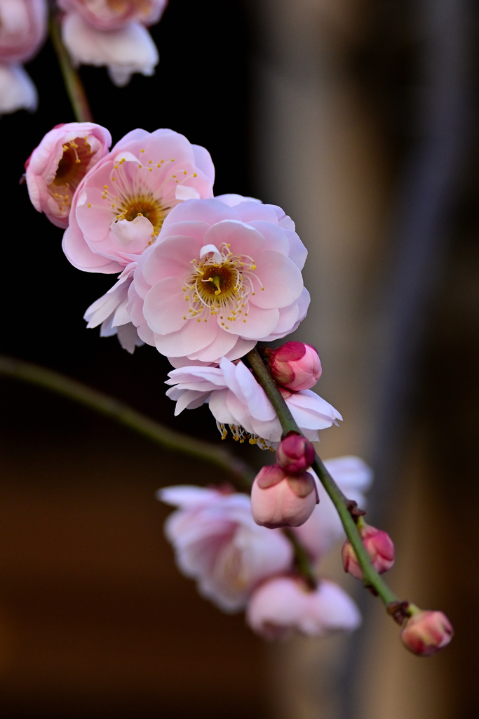 春はそこまでーⅤ