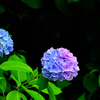 梅雨のあとさき＜レインボー紫陽花＞