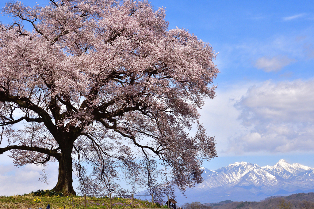 甲斐路の桜巡り＜わに塚の一本桜＞