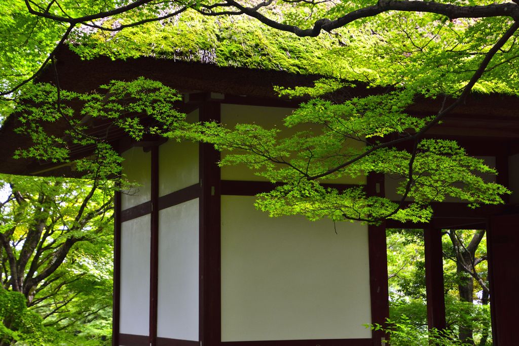 青紅葉と山門