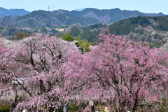 古刹の桜ーⅤ