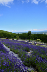 北のお花畑＜ラベンダー園彩香の里＞