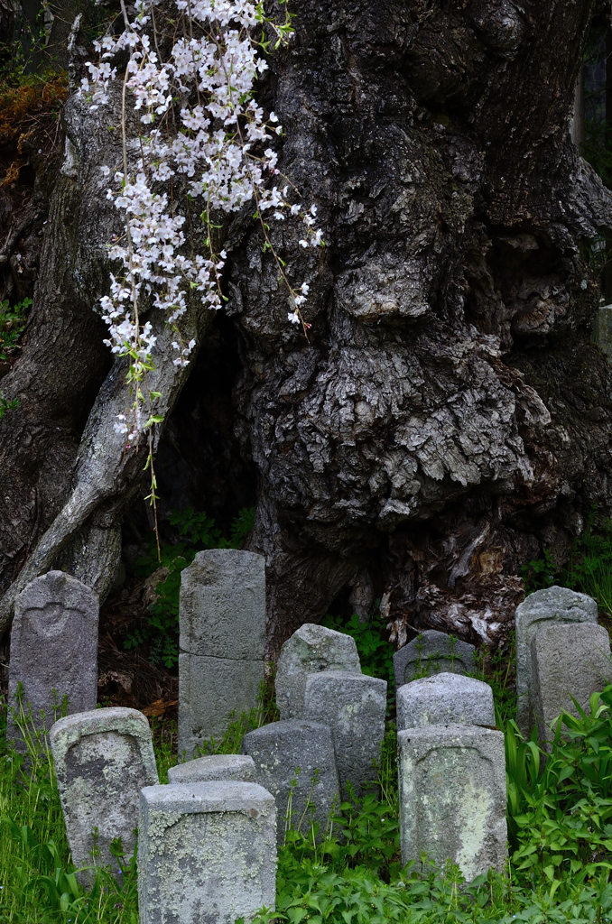 山村の桜＜坪井＞