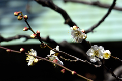 春の便り＜神田明神＞ーⅡ