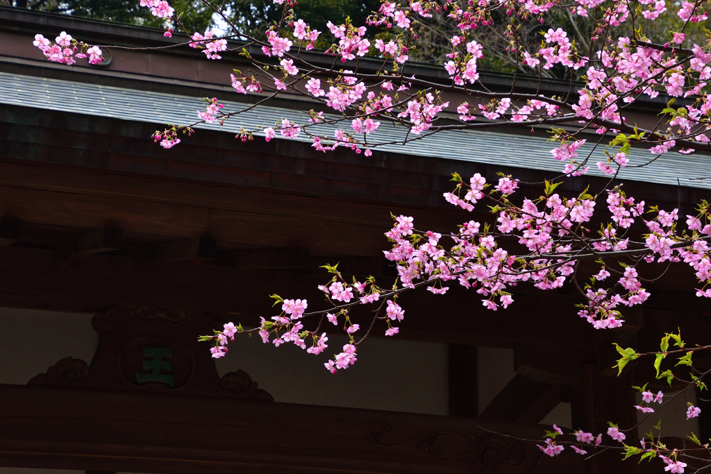 古刹の春＜円覚寺＞ーⅡ