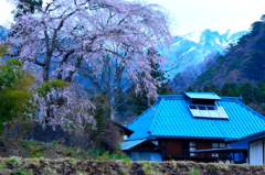 山里の桜