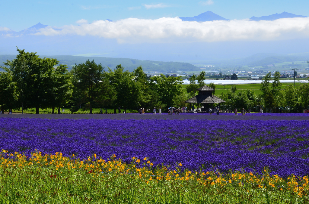 北の花園