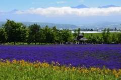 北の花園