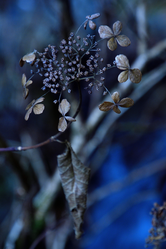 冬の山紫陽花