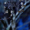 冬の山紫陽花