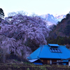 里山の枝垂桜