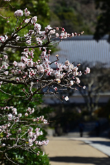 初春の北鎌倉＜円覚寺＞ーⅠ