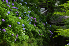 鎌倉紫陽花巡り＜長谷寺＞ーⅡ