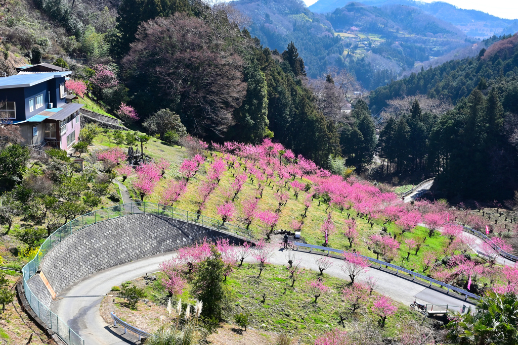 花桃の郷ーⅠ