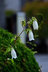 梅雨のあとさき＜白花ホタルブクロ＞