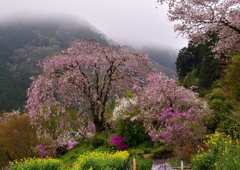 山里の春