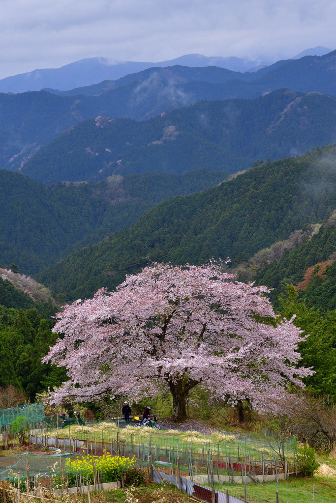 峠の一本桜