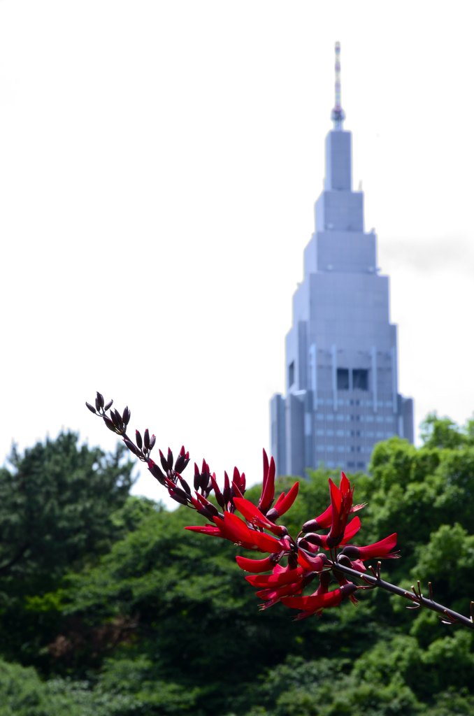 真紅な花とビル-Ⅱ