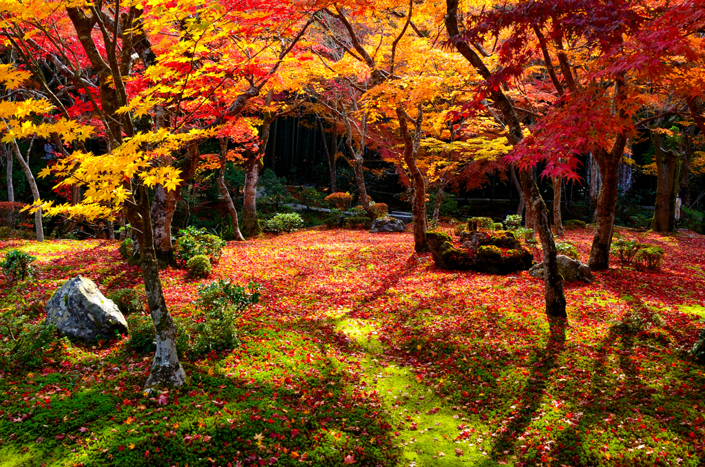 秋の十牛之庭＜圓光寺＞