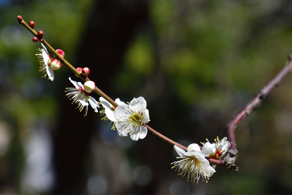 春の花に逢いたくて・・！ーⅠ