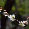 春の花に逢いたくて・・！ーⅠ