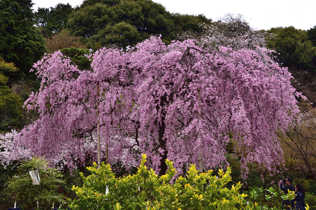 古都の桜＜法金剛院＞ーⅡ