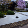 枯山水庭園の桜